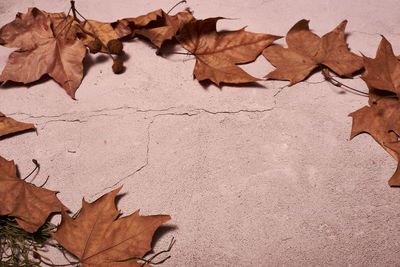 High angle view of dry maple leaves