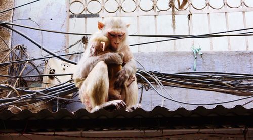 Low angle view of monkey with infant on roof