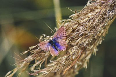 Close-up of butterfly on purple flower