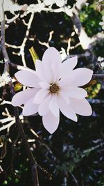 Close-up of white flowers blooming outdoors