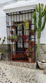 Potted plants outside house