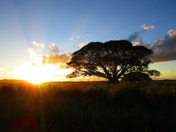 Trees on landscape against sky during sunset