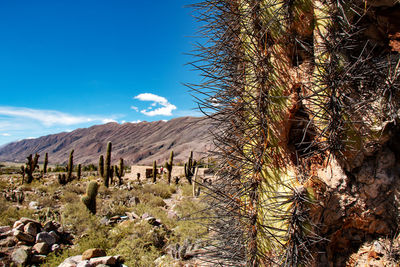 Plants growing on land against blue sky