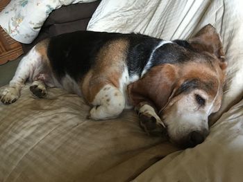 Close-up of dog sleeping on bed at home