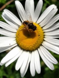 Close-up of bee pollinating on white flower