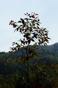 Low angle view of flowering plant against sky