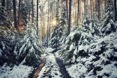 Snow covered trees in forest