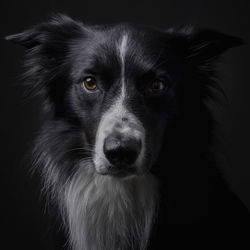 Portrait of border collie against black background