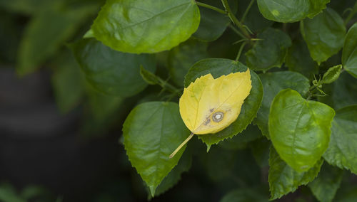 Close-up of wet yellow leaves on plant