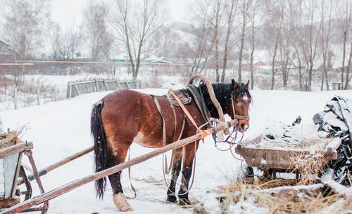 Horse cart on snow covered land