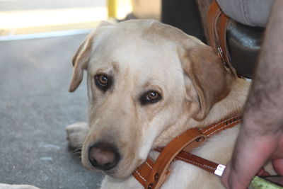 Close-up of a dog