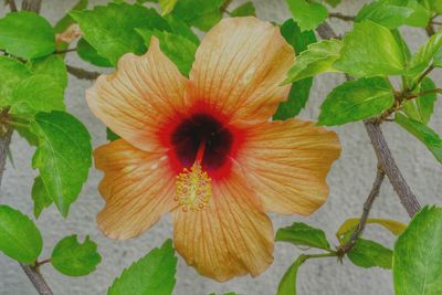 Close-up of hibiscus blooming outdoors