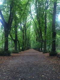 Dirt road amidst trees in forest