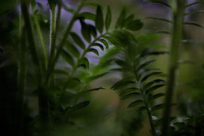 Close-up of fern leaves