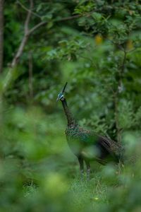 Side view of a bird on land