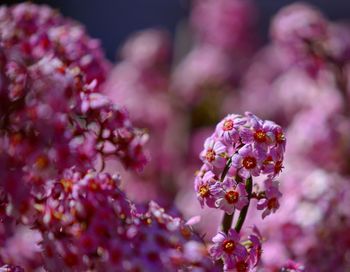 Close-up of pink flowers