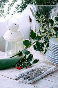 Close-up of potted plant on table