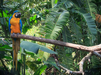 Bird perching on tree