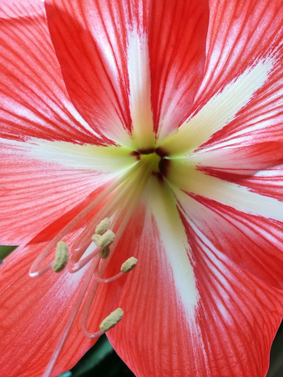 flower head, flower, red, nature, fragility, petal, backgrounds, freshness, beauty in nature, close-up, full frame, no people, outdoors, day, pollen