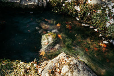 Water flowing through rocks in forest