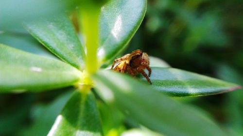 Close-up of insect on leaf