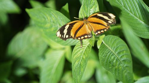 Butterfly on leaves