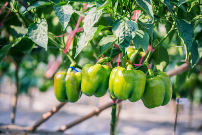 Close-up of fruit growing on tree