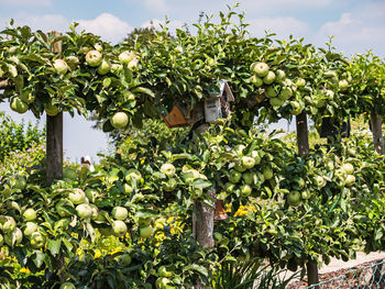 Fruits growing on plant against sky