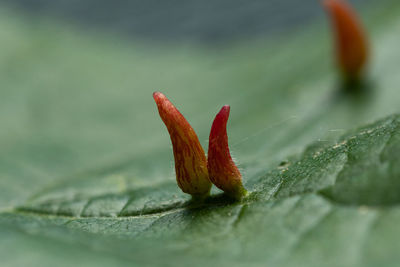 Close-up of red flower