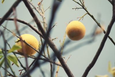 Close-up of fruits on tree