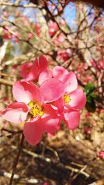 Close-up of pink flowers