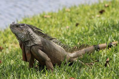 Lizard on a field