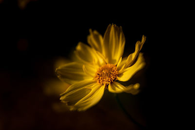 Close-up of yellow flower against black background