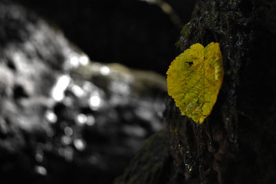 Close-up of water drops on yellow leaf