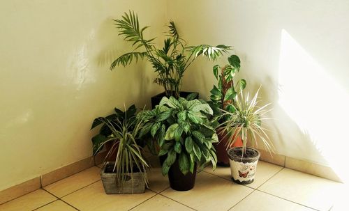 Close-up of potted plant on table