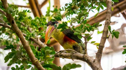 Low angle view of bird perching on tree