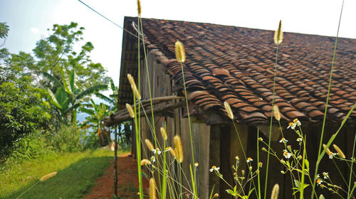 Plants growing on building by house against clear sky