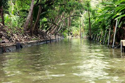 Scenic view of river in forest