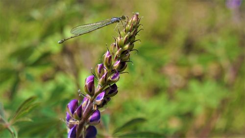 Close-up of insect on thistle