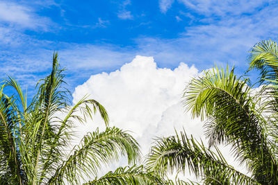 Low angle view of palm trees against blue sky