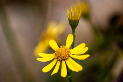 Close-up of yellow flower blooming outdoors