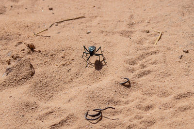 High angle view of insect on sand