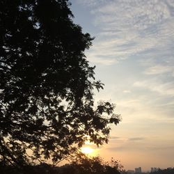 Low angle view of trees against sky