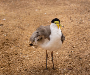 Close-up of bird perching on a field