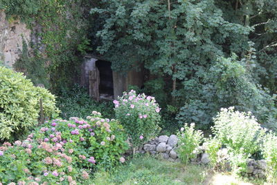 Flowering plants