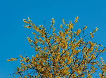 Low angle view of flowering plant against clear blue sky