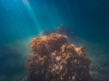 Low angle view of coral in sea