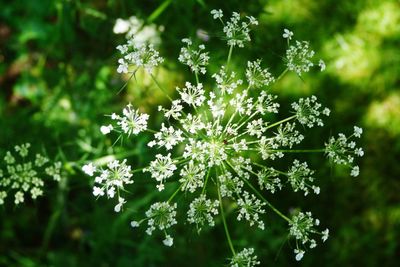 Close-up of flowering plant