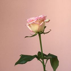 Close-up of pink rose