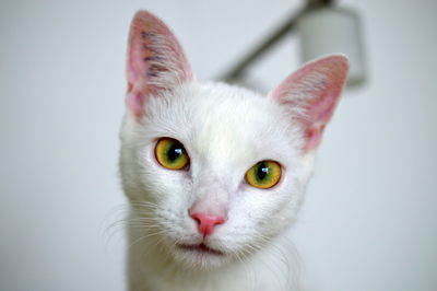 Close-up portrait of cat